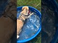 Benji video