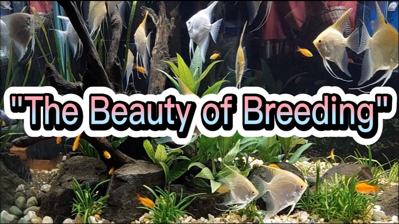 THE BEAUTY OF BREEDING // Aquariums and Ornamental Fish that I Kept