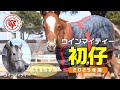 【仔馬】ウインマイティーの初仔（父スワーヴリチャード）【ウインマイティーの25】～飲む、寝る、走る！～【サラブレッド】