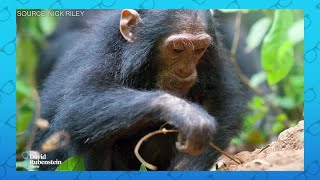 Chimpanzees can make tools like humans, Jane Goodall says