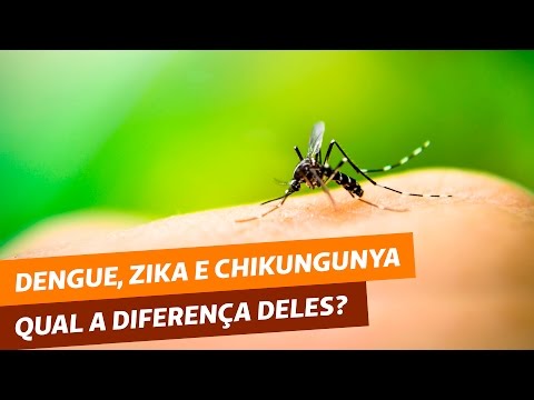 Vídeo: Diferença Entre Malária E Dengue