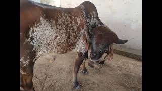 gir cow 1st time 6 month pregnant