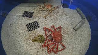 Japanese Spider Crab Molting