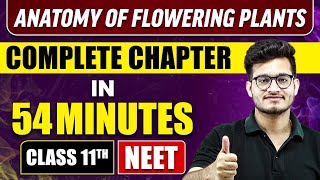 ANATOMY OF FLOWERING PLANTS IN 54 MINUTES | Full Chapter Revision | Class 11 NEET