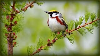 Пение Птиц и Картинки Лета / Birds Singing, Summer Sounds / Пение Птиц и Картинки Лета Пение Птиц и Картинки Лета / Birds Singing, Summer Sounds / Пение Птиц и Картинки Лета