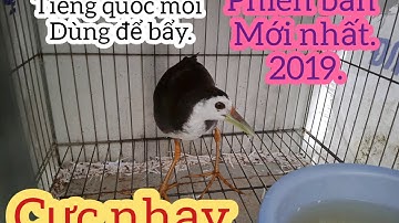Tiếng chim quốc mồi cực nhạy để bẩy 2019
