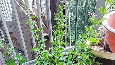 CÂY HOA CHUỖI NGỌC THÁI + CHU ĐINH LAN VÀNG