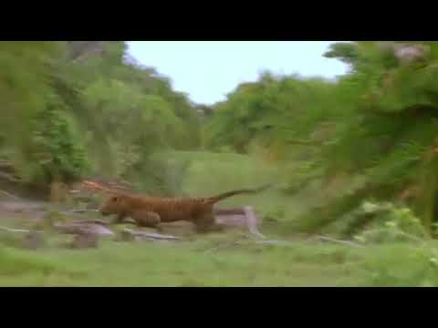 Warthog runs fast, Trying to escape Leopard, Wild Animals Attack, Leopard Hunting Fail