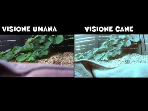 Video: Quali animali hanno una buona vista?