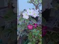 Nobody Told Me This Desert Rose Soil Trick