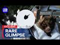 The endangered marsupial hiding in our backyards | 9 News Australia