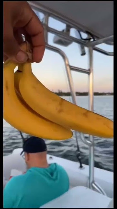This is what happens when you bring a BANANA on a fishing charter boat!!