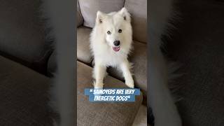 True or False?#shorts #samoyed #dog #cute #funny