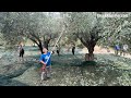Why Olive Trees Can Live for Thousands of Years