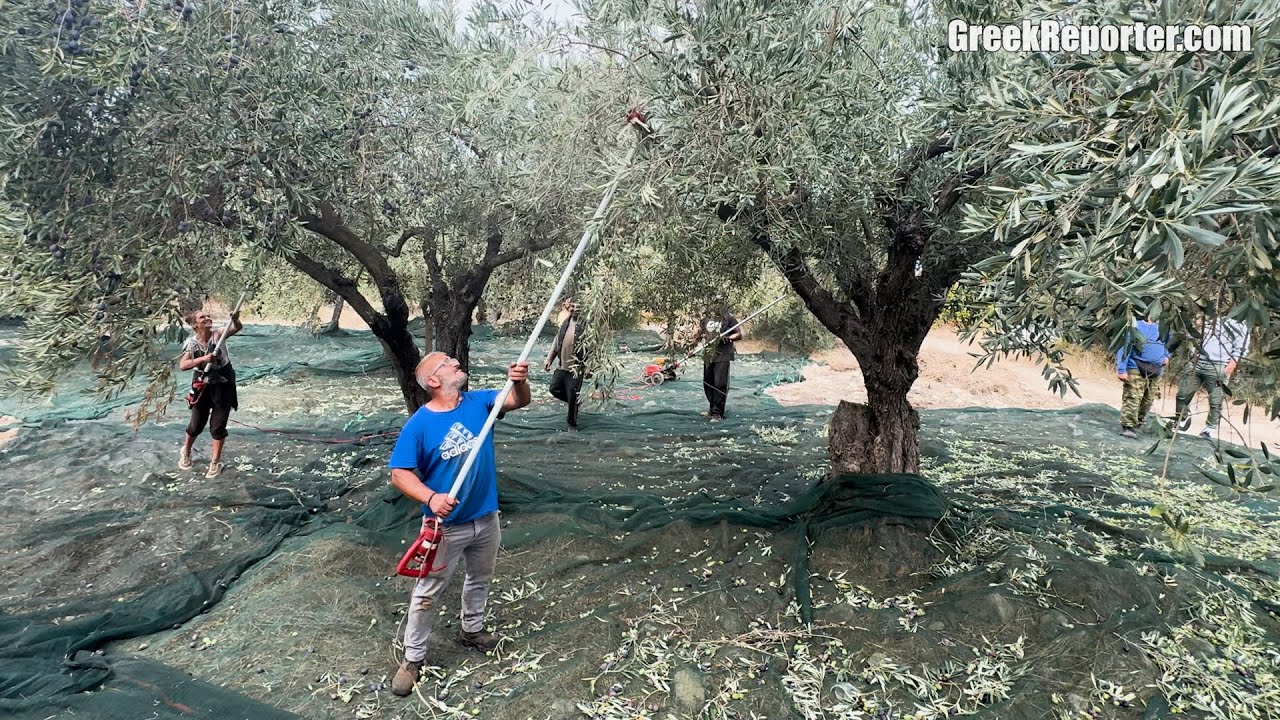 Harvesting Olives on the island of Evia, Greece