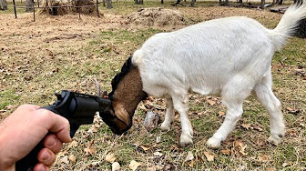 Goat Care and Maintenance