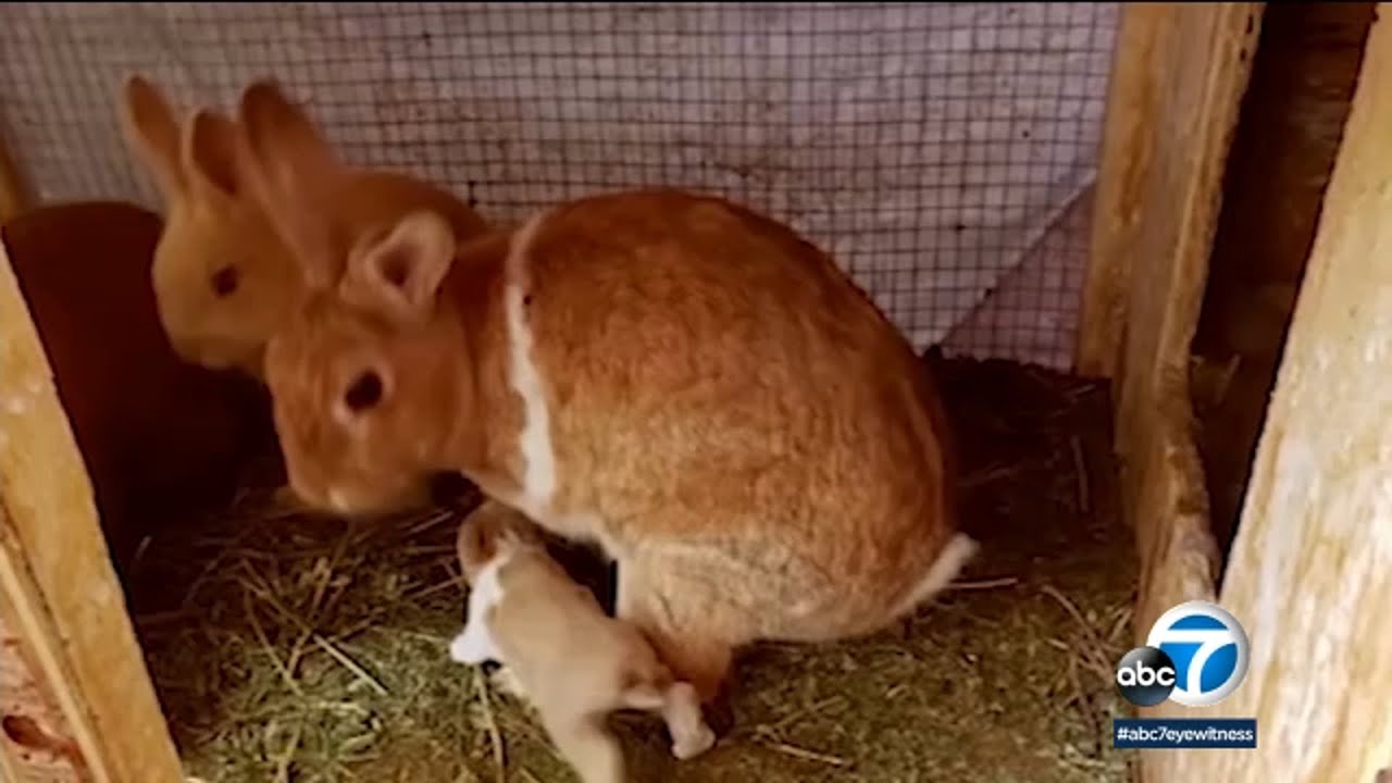 Nearly 70 rabbits, many pregnant or nursing, rescued from backyard