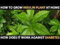 How to grow INSULIN PLANT at HOME | Does it really work against Diabetes? | Diabetes Plant Medicine