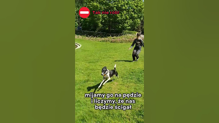 Czy należy gonić psa? #dog #pies #behawiorysta #doglover #szkoleniepsow #funnydogs