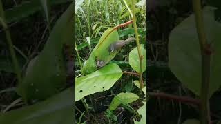 Download Lagu induk burung sedang memberi makan anaknya disarang #birds #shorts MP3