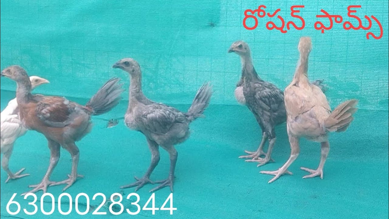 6300028344. ఉచితం ఉచితం రెండు పిల్లలు ఉచితం