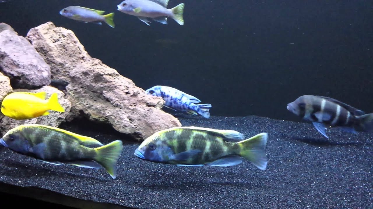 cichlid substrate