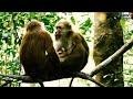 Amazing Natural Wildlife And Monkey