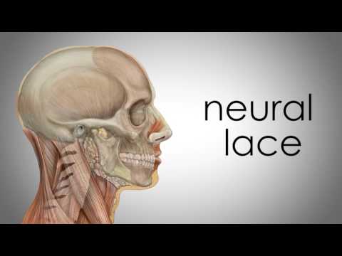 What is Neuralink – Neural Lace Explained