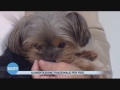 Alimentazione funzionale cani Alimentazione funzionale cani