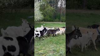 Chernobyl Goats #Farming #Goat