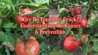 Why Do Tomatoes Crack Understanding the Causes and Prevention