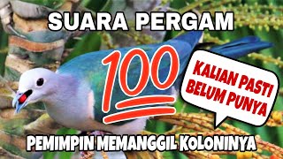 Suara pikat pergam memanggil koloninya..!!!