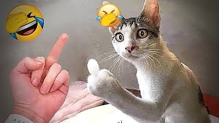 Funny Dogs And Cats Videos 2024 🐈🐕 TRY NOT TO LAUGH😎