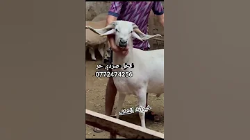 كاين فحل من سلالة الصردي مرحبابيكم 
