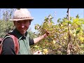 Exploring the Wild Apple Forests of Kazakhstan