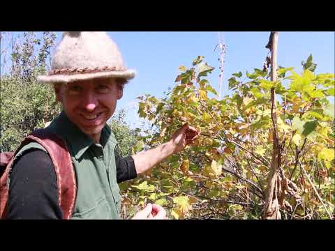 Video: Är äpplen från Kazakstan?
