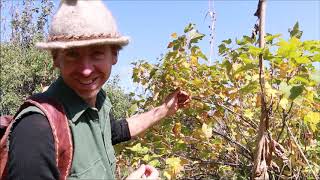 Exploring the Wild Apple Forests of Kazakhstan