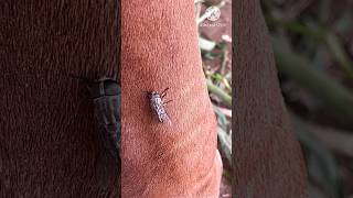 This large Fly bite and suck blood from many mammals /tabanus