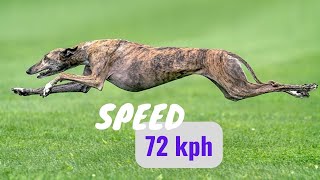 the top 10 most (fastest dog breeds in the world)20232024by animalwondery*