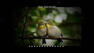 Bird sounds | Sound effects | Whatsapp status | Nature effects | Birds Noises | Nature love