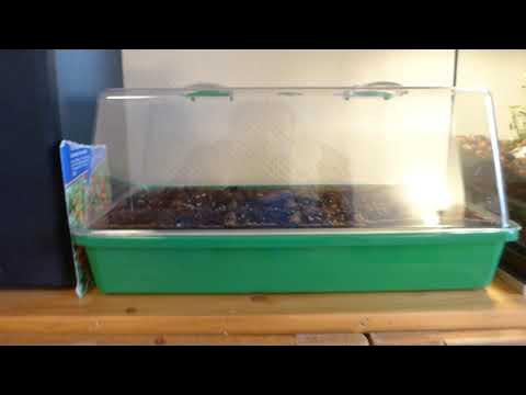 MiniGewächshaus fürs Zimmer Anzucht Tomaten YouTube