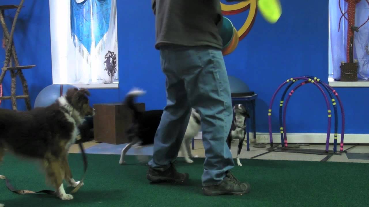 PVybe Tests and Reviews the Hero SuperAero Dog Disc