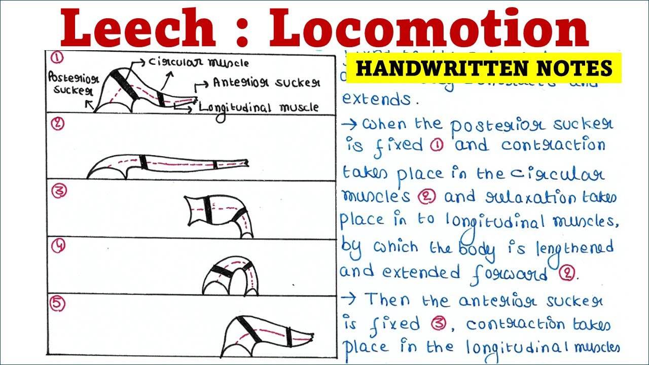Locomotion of Leech - YouTube