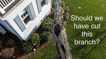 Maintaining A 93 Year Old Sugar Maple And We Cut Down Trees In A Conservation Area? Are We Allowed?