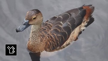 Lesser whistling duck facts, calls and scientific classification - video 1