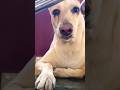 #trending #doglover #like #subscribe