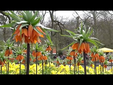 Video: Fritillaria Imperialis Care - Cov Lus Qhia Txog Kev Loj Hlob Imperial Paj