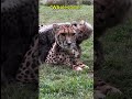 Cutest Cheetah Cub Moment You'll See Today! ✨ #wildlife #animals #shorts