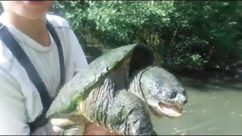 Catching SNAPPING TURTLES BY HAND!