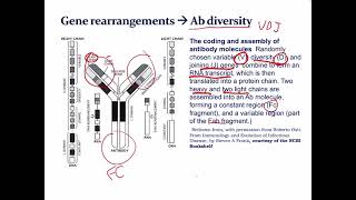 Lecture 10 B Cell Imunnogenetics and Diversity
